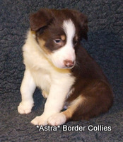 red and white border collie puppy with tan (tricolour)
